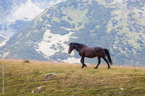Wild brown horse in the Transylvanian Alps in summer