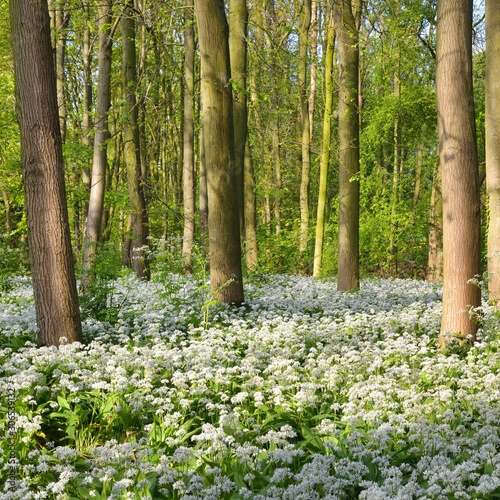 Spring forest with blooming white flowers. Wild garlic (Allium ursinum) in Stochemhoeve, Leiden, the Netherlands photo