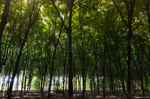 Fototapeta Naklejka Na Ścianę i Meble -  Rubber trees plantation. Growing next to each other until the light passed through less