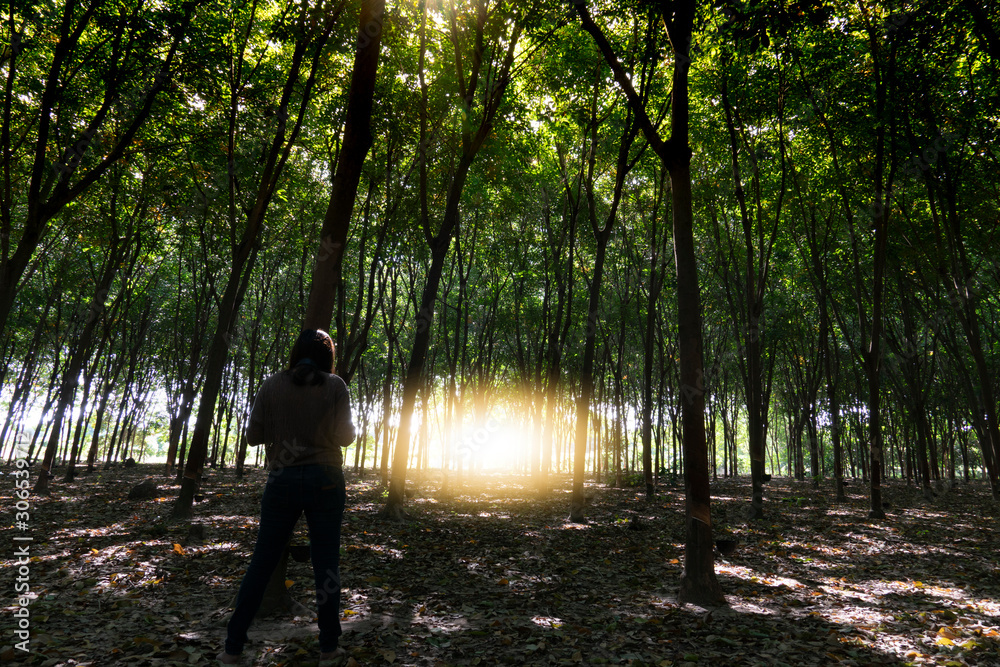 A woman standing in the dark forest of a rubber plantation.