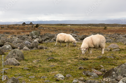 Two sheep grazing in the flat, rocky landscape at Lista, Norway