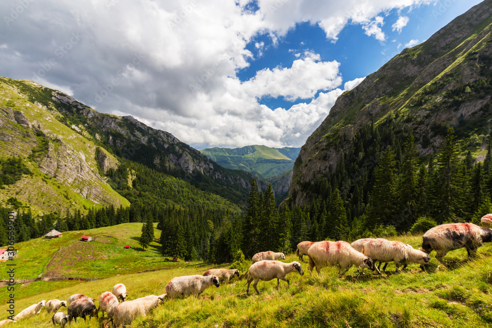 Fototapeta premium Flock of sheep in a remote area in the mountains in summer
