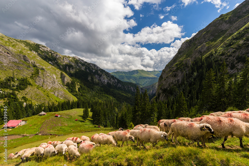Fototapeta premium Flock of sheep in a remote area in the mountains in summer