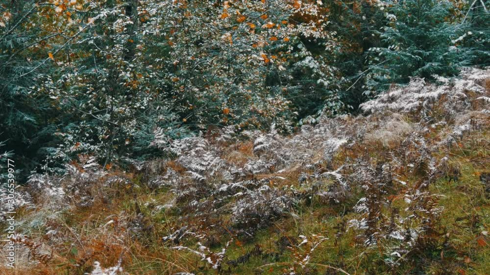 Carpathian mountains covered with the first snow, ferns, spruce and trees Carpathian mountains covered with the first snow, ferns, spruce and trees