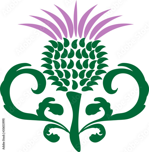 thistle with decorative leaves isolated
