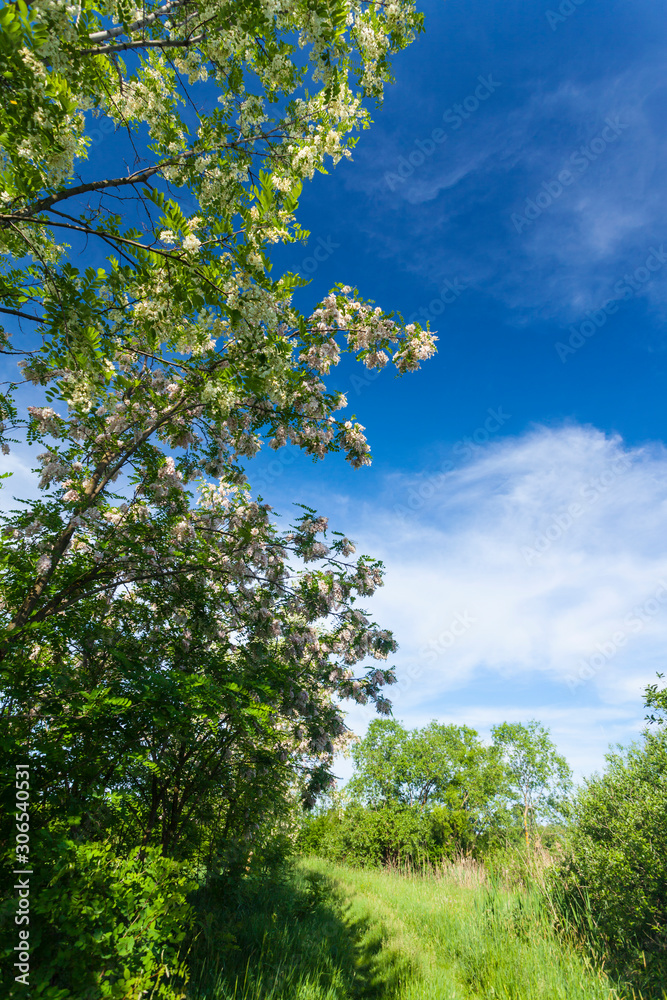 Locust tree branches, with vibrant green foliage, profiled on blue sky, on a sunny day