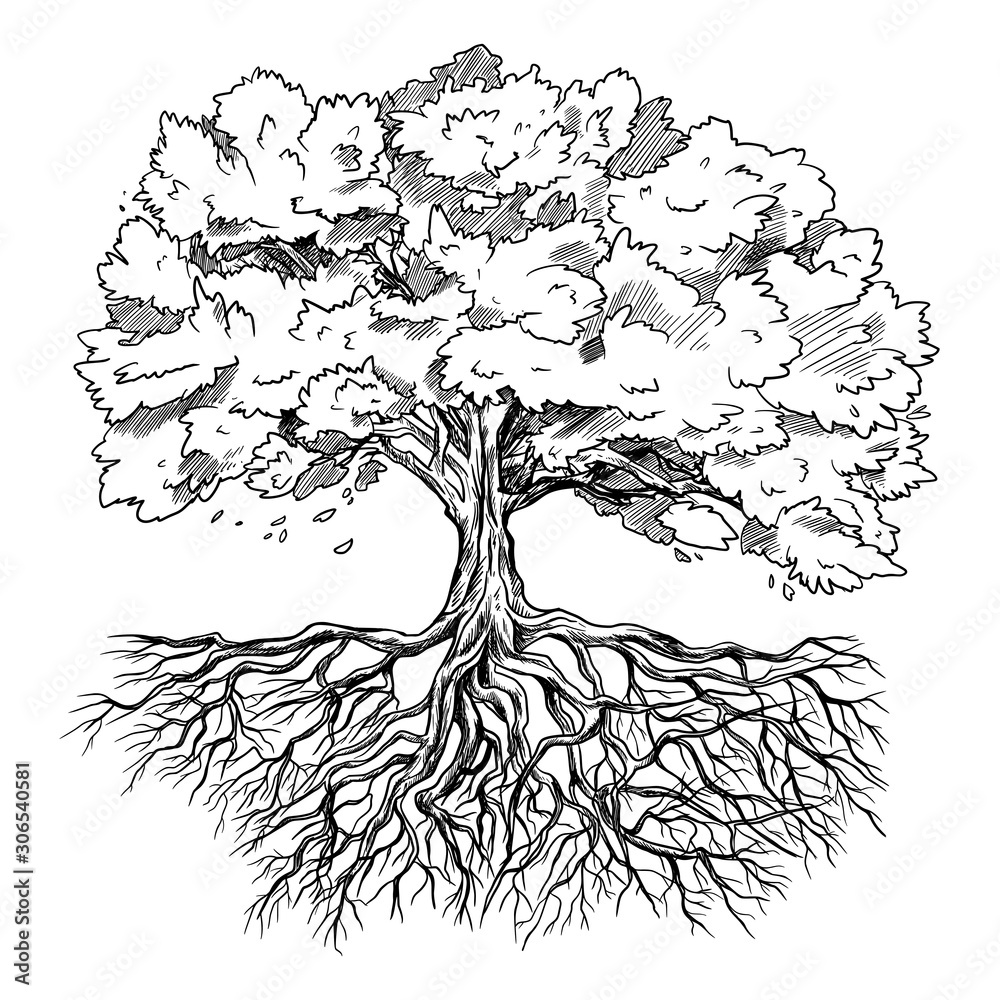 Spreading tree with leaves and rootage, hand drawn