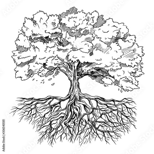 Spreading tree with leaves and rootage, hand drawn