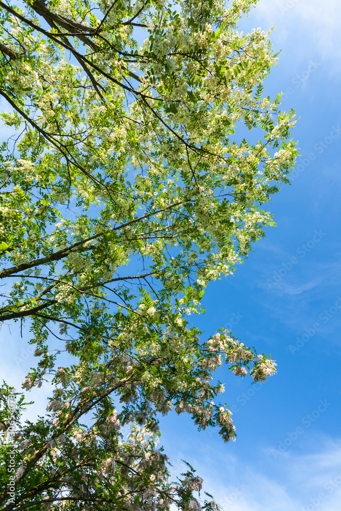 Vibrant green tree branches profiled on blue sky, in spring Vibrant green tree branches profiled on blue sky, in spring