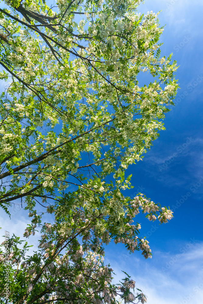 Vibrant green tree branches profiled on blue sky, in spring Vibrant green tree branches profiled on blue sky, in spring