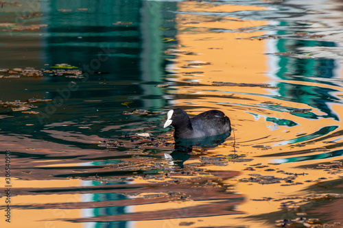 Coot (Fulica atra) on the Altmuehl river in Essing, Bavaria, Germany photo