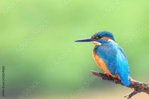 Common Kingfisher (Alcedo atthis) Eurasian Kingfisher Bird sitting on a Branch photo