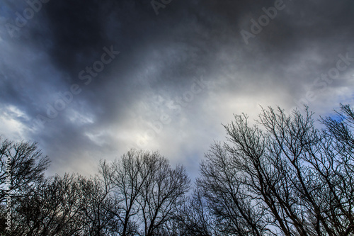 Tree branches profiled on cloudy skyes in spring