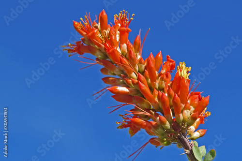 Ocotillo Bloom