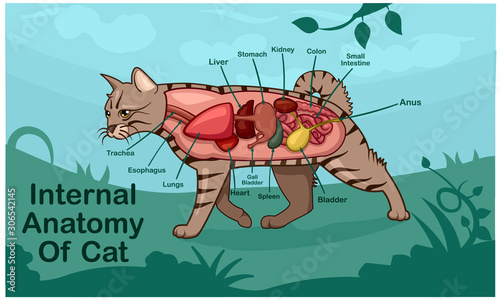 Anatomy Of Cat on Green Garden Cartoon Design Vector Illustration
