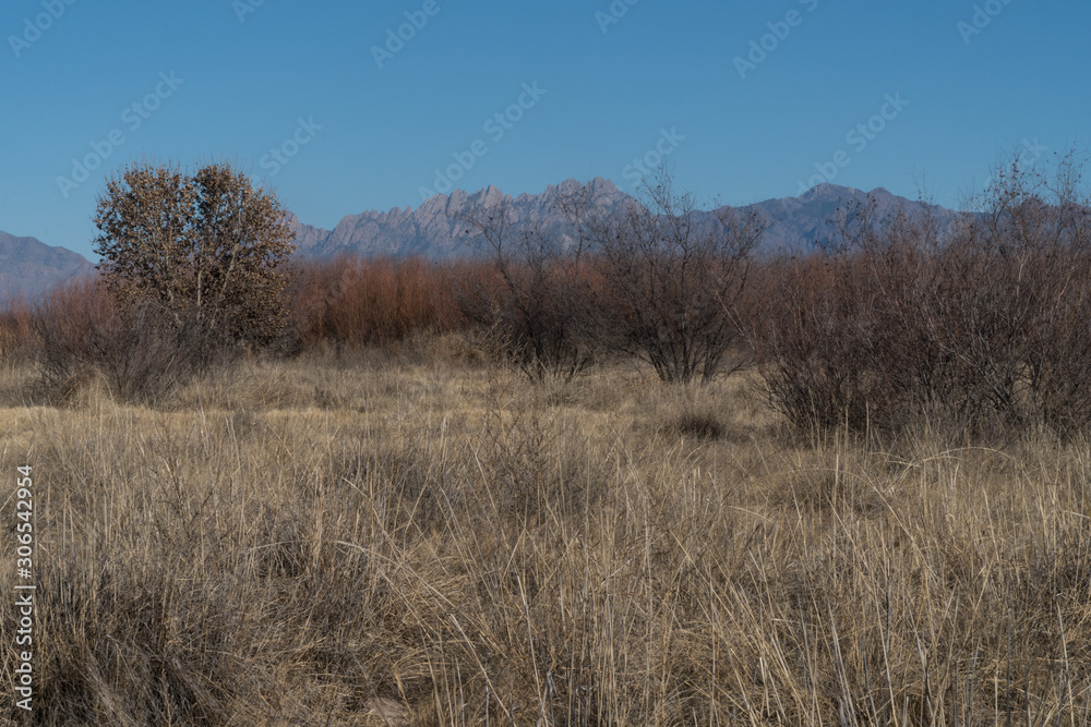 Mesilla Valley Bosque Park,Organ Mountain view, New Mexico. Mesilla Valley Bosque Park,Organ Mountain view, New Mexico.