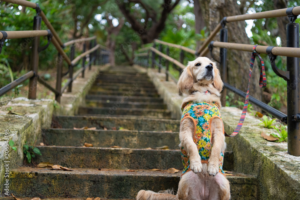 Obraz premium 沖縄_石垣島_川平湾_ゴールデンレトニエル