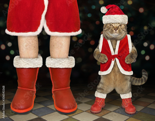 The beige cat in a red Christmas costume is standing near the Santa Claus at the nightclub. © iridi66