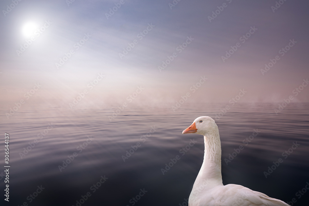 beautiful white swan in front of a sea background with a sun with sun rays shining through a wall of fog in a calm atmosphere beautiful white swan in front of a sea background with a sun with sun rays shining through a wall of fog in a calm atmosphere