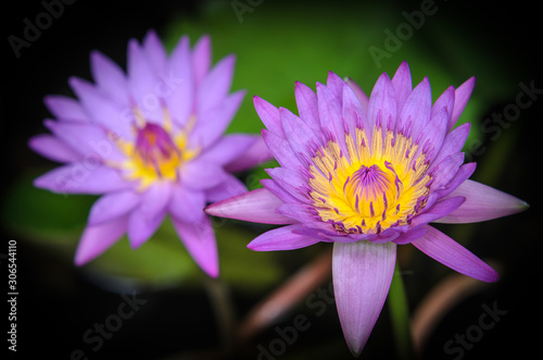 Purple lotus in beautiful nature.