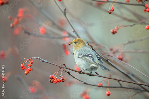 Pine grosbeak, Pinicola enucleator, female bird feeding on berries photo