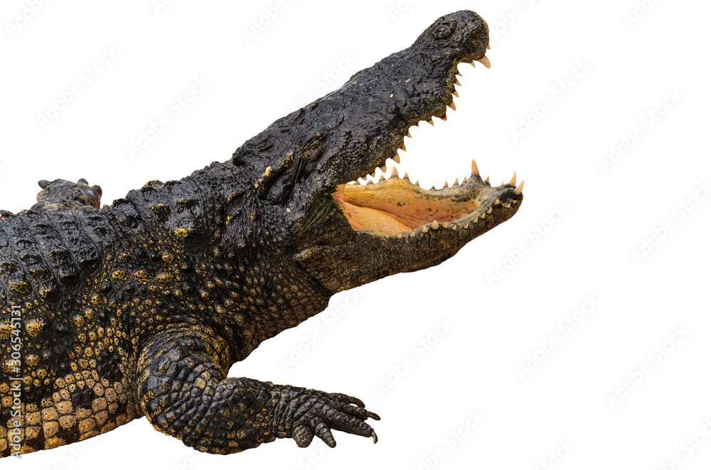 Obraz premium Crocodile isolated on white background