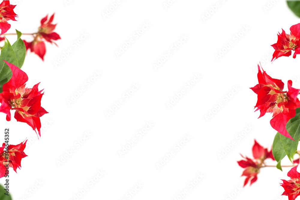 red bougainvillea flowers on a white background. place for text. frame. copy space red bougainvillea flowers on a white background. place for text. frame. copy space