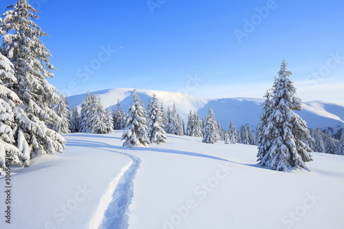 Majestic landscape in the cold winter morning. The wide trail. Christmas forest. Wallpaper background. Location place the Carpathian mountains, Ukraine, Europe.