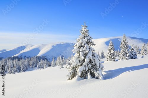 Landscape winter woodland in cold sunny day. Spruce trees covered with white snow. Wallpaper snowy background. Location place Carpathian, Ukraine, Europe. © Vitalii_Mamchuk