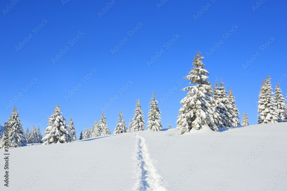 Majestic landscape in the cold winter morning. The wide trail. Christmas forest. Wallpaper background. Location place the Carpathian Mountains, Ukraine, Europe. Majestic landscape in the cold winter morning. The wide trail. Christmas forest. Wallpaper background. Location place the Carpathian Mountains, Ukraine, Europe.