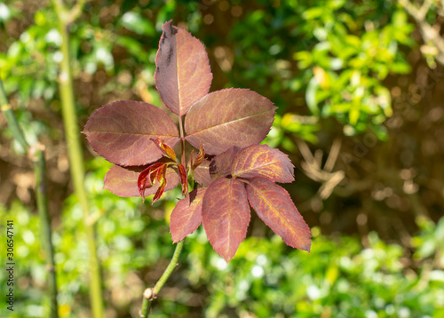 Fresh young new leaves of rose under morning sunlight.