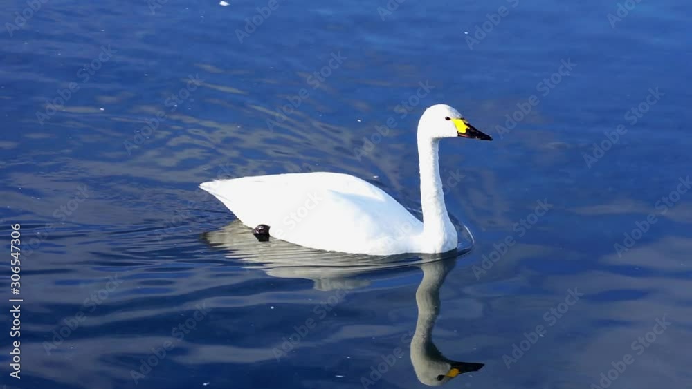 水辺で休む白鳥 水辺で休む白鳥