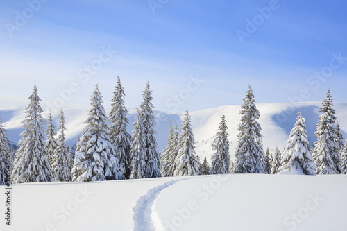 Beautiful mountain scenery. Winter landscape with trees in the snowdrifts, the lawn covered by snow with the foot path. New Year and Christmas concept with snowy background. Location place Carpathian.