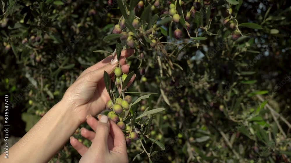 A woman touches an olive branch and rips off one olive. Young olives ripen on an olive tree. Woman hands close up
