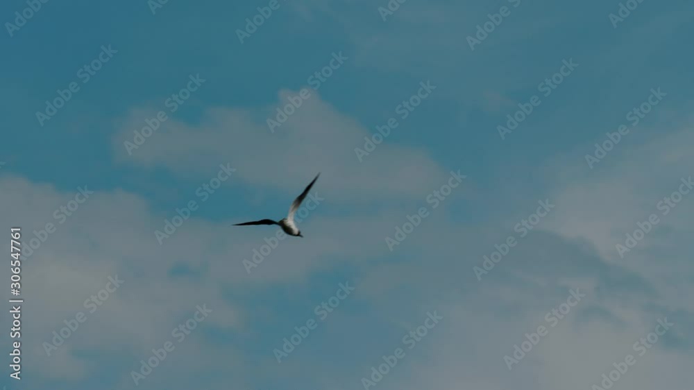 Seagull flying against blue sky. Slow motion, 4k Seagull flying against blue sky. Slow motion, 4k