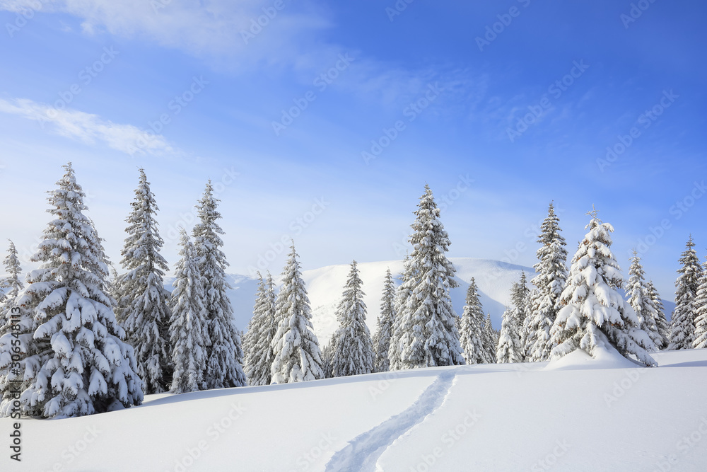 Majestic landscape in the cold winter morning. The wide trail. Christmas forest. Wallpaper background. Location place the Carpathian mountains, Ukraine, Europe. Majestic landscape in the cold winter morning. The wide trail. Christmas forest. Wallpaper background. Location place the Carpathian mountains, Ukraine, Europe.