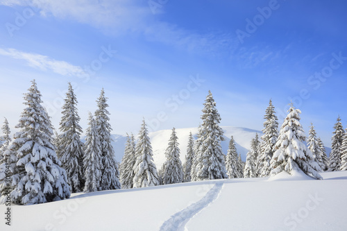 Majestic landscape in the cold winter morning. The wide trail. Christmas forest. Wallpaper background. Location place the Carpathian mountains, Ukraine, Europe. © Vitalii_Mamchuk