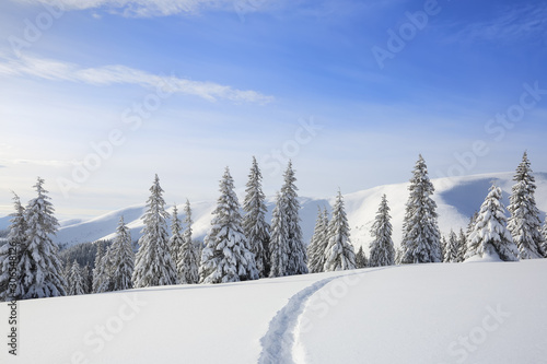 Majestic landscape in the cold winter morning. The wide trail. Christmas forest. Wallpaper background. Location place the Carpathian Mountains, Ukraine, Europe.