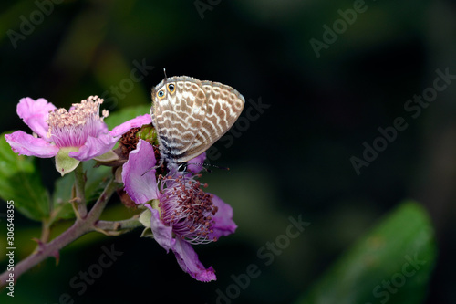 Leptotes pirithous, the Lang's short-tailed blue or common zebra blue, Greece photo