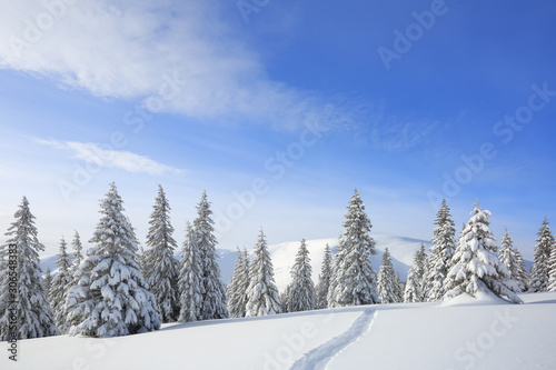 Winter morning. Spruce trees. The lawn covered by white snow with the foot path. New Year and Christmas concept with snowy background. Mountain scenery. Location place Carpathian  Ukraine  Europe.