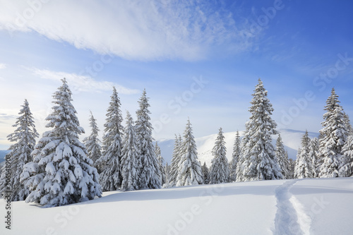 Beautiful mountain scenery. Winter landscape with trees in the snowdrifts, the lawn covered by snow with the foot path. New Year and Christmas concept with snowy background. Winter scenery. © Vitalii_Mamchuk