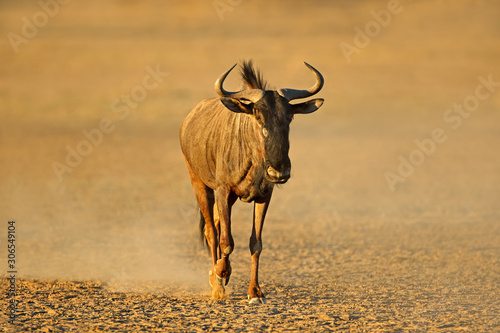 Blue wildebeest  Connochaetes taurinus  walking in dust  Kalahari desert  South Africa.