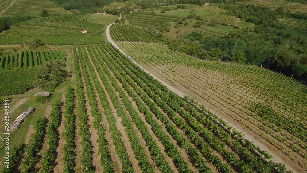aerial view of green vineyards in late summer	
