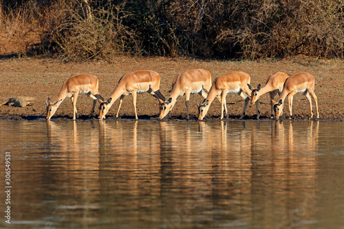 Impala antelopes (Aepyceros melampus) drinking water, Kruger National Park, South Africa.