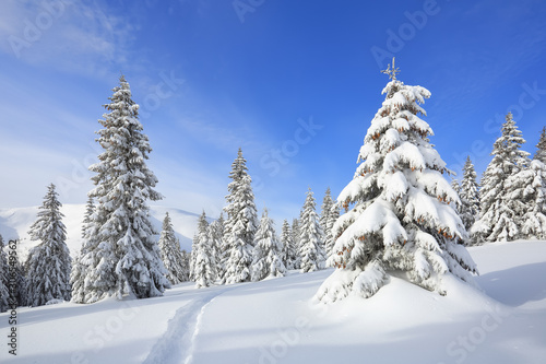 Majestic landscape in the cold winter morning. The wide trail. Christmas forest. Wallpaper background. Location place the Carpathian mountains, Ukraine, Europe.