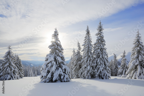 Majestic winter scenery. On the lawn covered with snow the spruce trees are standing poured with snowflakes in frosty day. Beautiful landscape of high mountains and forests. Wallpaper background.