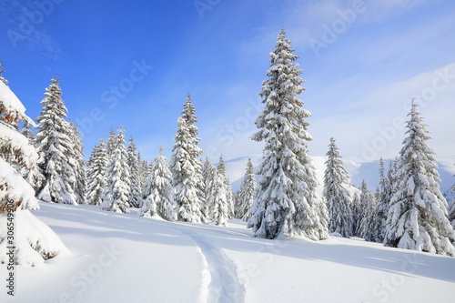 Beautiful mountain scenery. Winter landscape with trees in the snowdrifts, the lawn covered by snow with the foot path. New Year and Christmas concept with snowy background. Location place Carpathian. © Vitalii_Mamchuk
