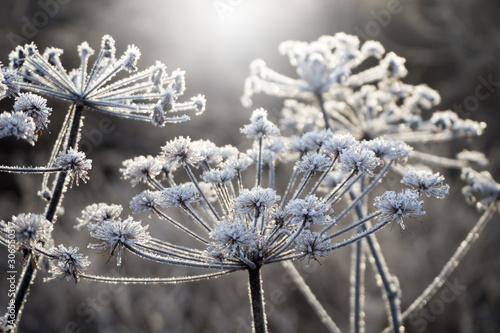 A frozen flower covered with hoarfrost. Winter landscape.