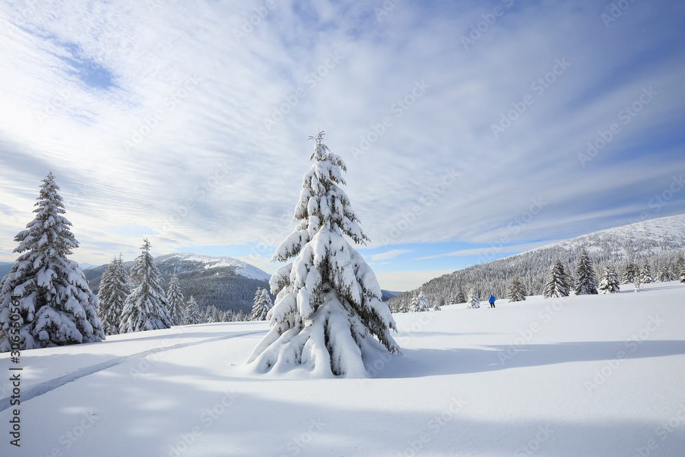 Obraz premium Winter morning. Spruce trees. The lawn covered by white snow with the foot path. New Year and Christmas concept with snowy background. Mountain scenery. Location place Carpathian, Ukraine, Europe.