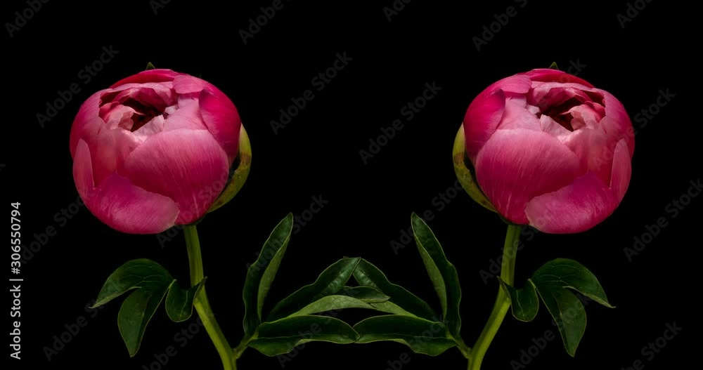 Timelapse of pink peony flowers blooming on black background
